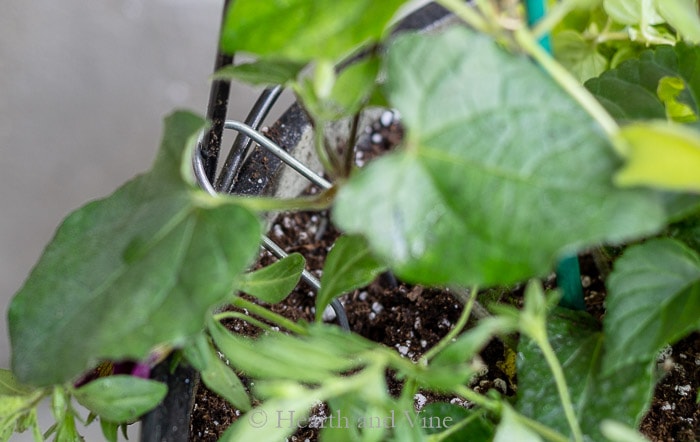 Plant label stake holding trellis in pot.