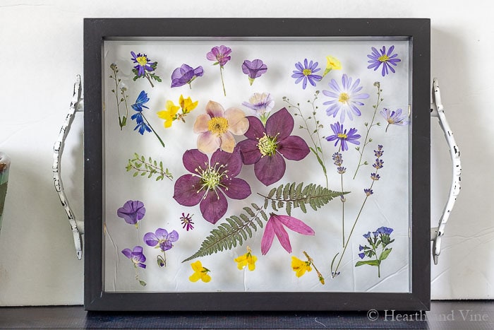 Glued pressed flowers on to glass