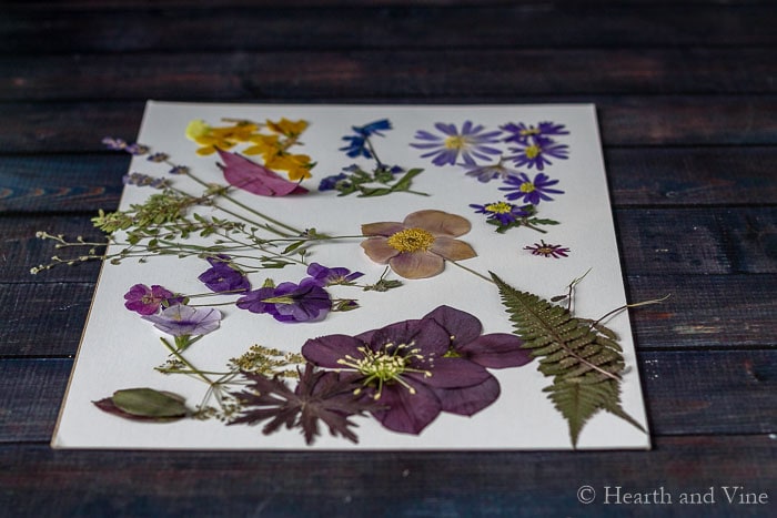 Assorted pressed flowers