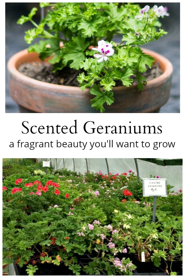 Scented Geraniums Another Fragrant Beauty You'll Want to Grow