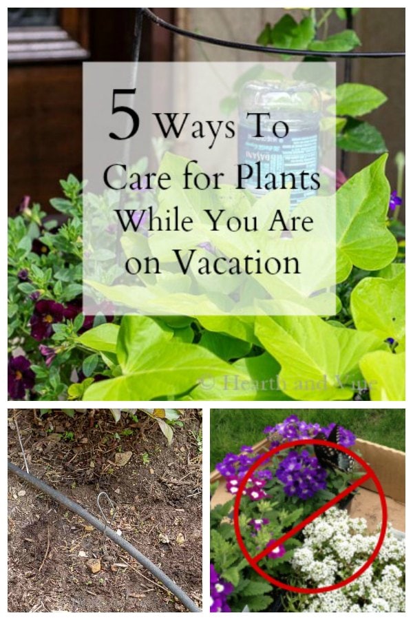 Care for Plants While on Vacation Ideas and Tips