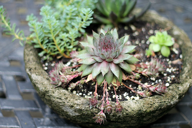 Hypertufa planter with succulents