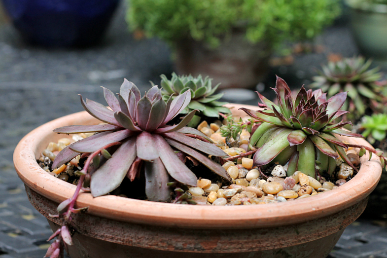 Sempervivum in pot