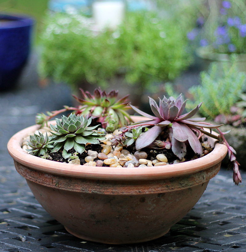 Pot of hens and chicks succulents