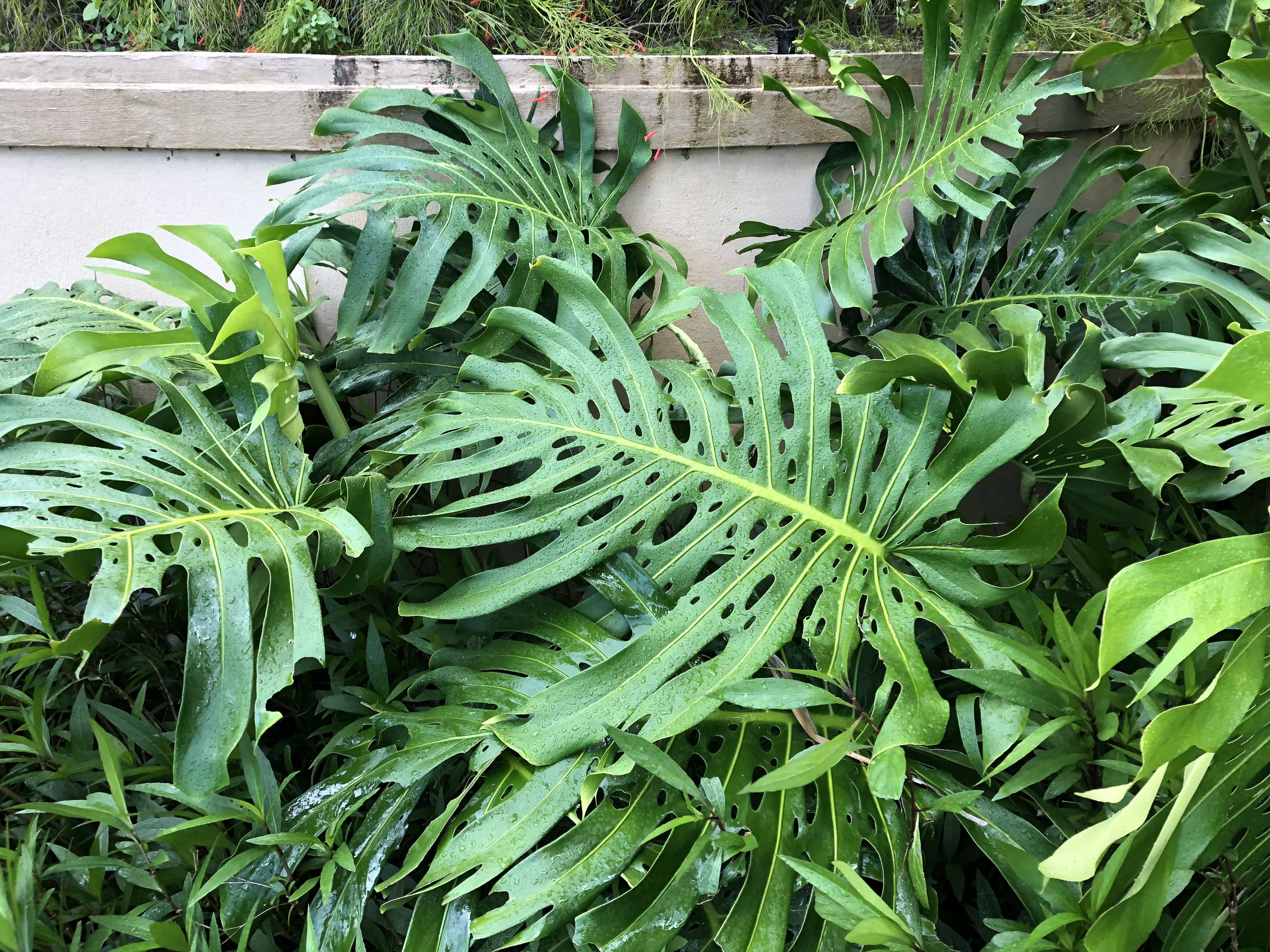 Monstera in Hawaii