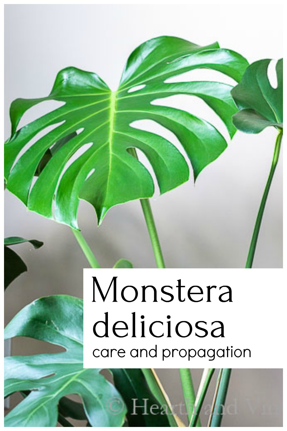 Monstera plant with text overlay