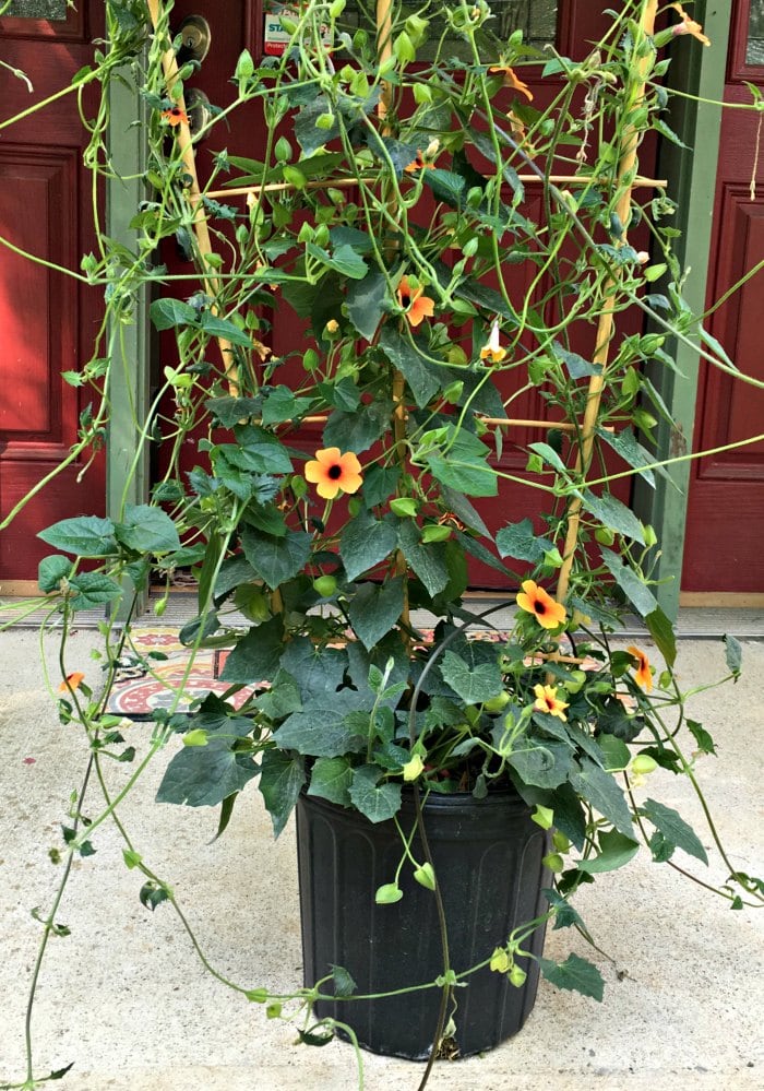 Black-eyed susan vine