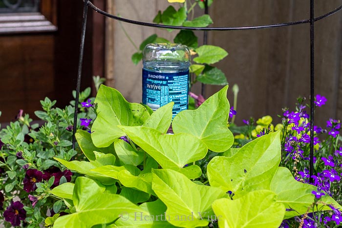 Self watering system in planter - Care for Plants While on Vacation