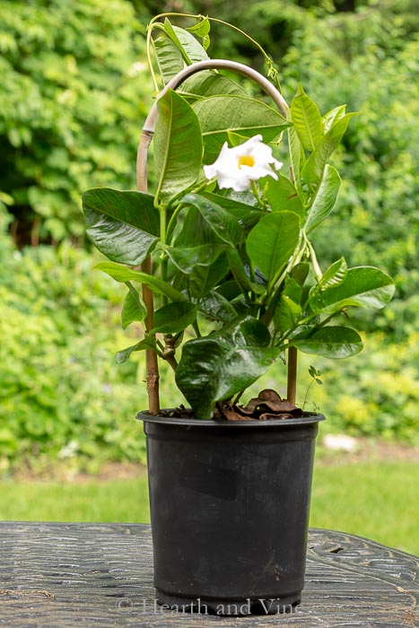 Mandevilla vine from nursery