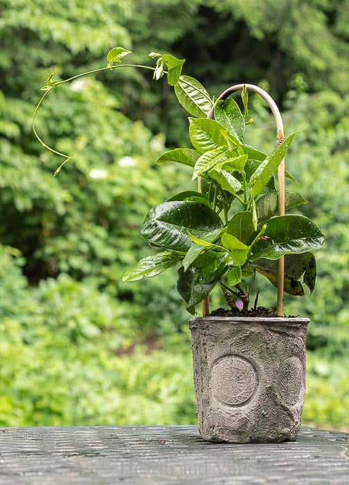 How to Make Cheap Flower Pots By Dressing Up Nursery Planters