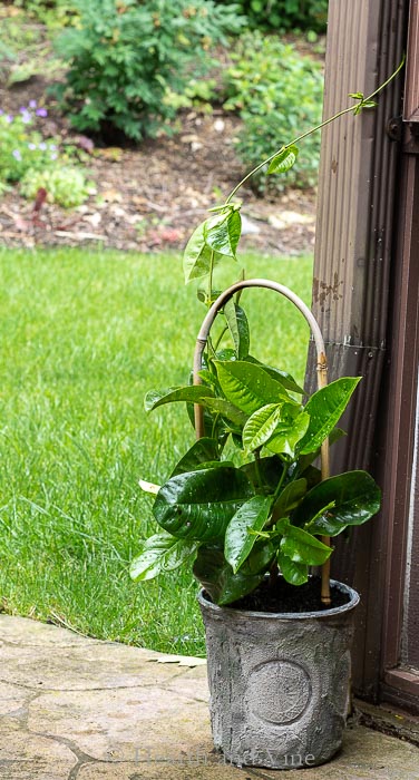 How to Make Cheap Flower Pots By Dressing Up Nursery Planters