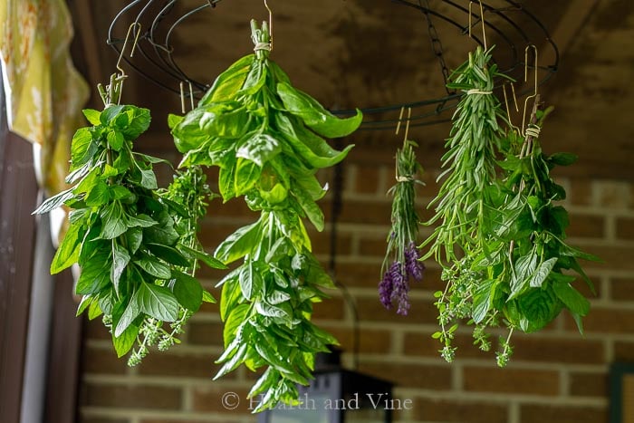 Herbs on handing on wire drying rack