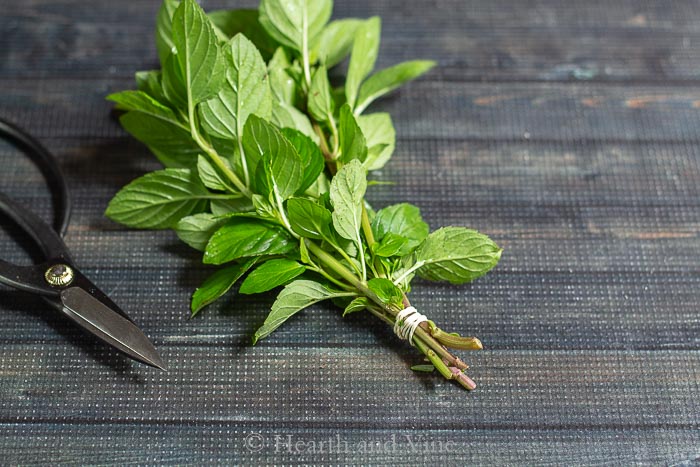 Mint sprigs for drying, bundled with a rubber band and scissors.