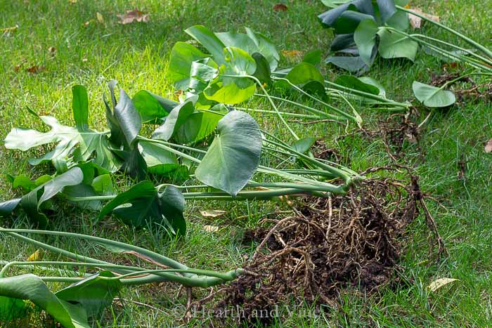 Monstera plant divisions