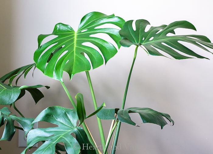 Monstera deliciosa tropical plant