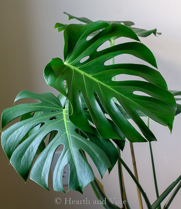 Monstera deliciosa leaves