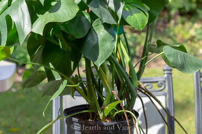 Monstera plant purchased from nursery