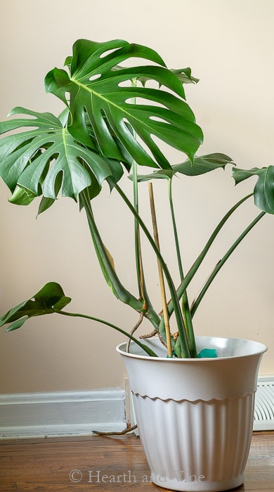 Monstera plant after divisions