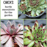 Collage of sempervivum plants aka hens and chicks.