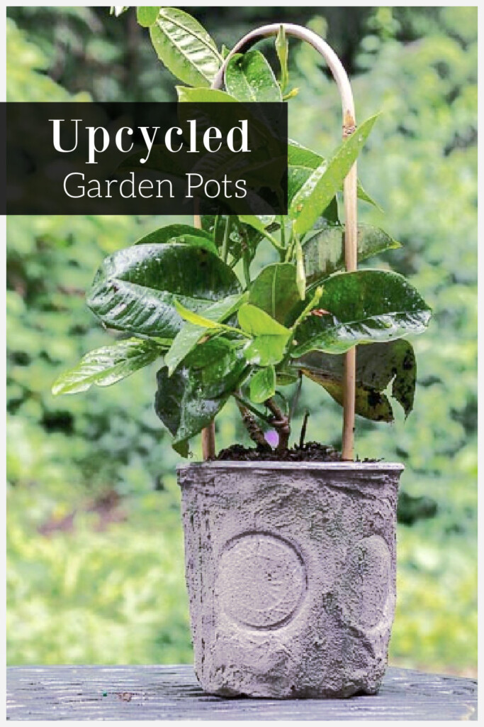 Mandevilla vine plant in an upcycled plastic pot with grout