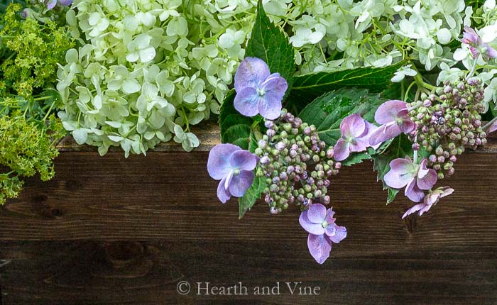 Lace hydrangea close up in wooden box centerpiece.