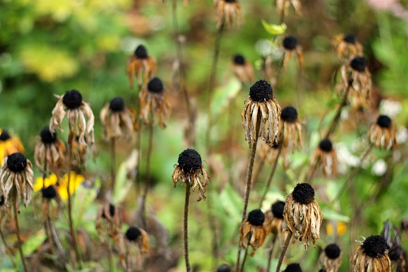Seed heads from black eyed susan plant