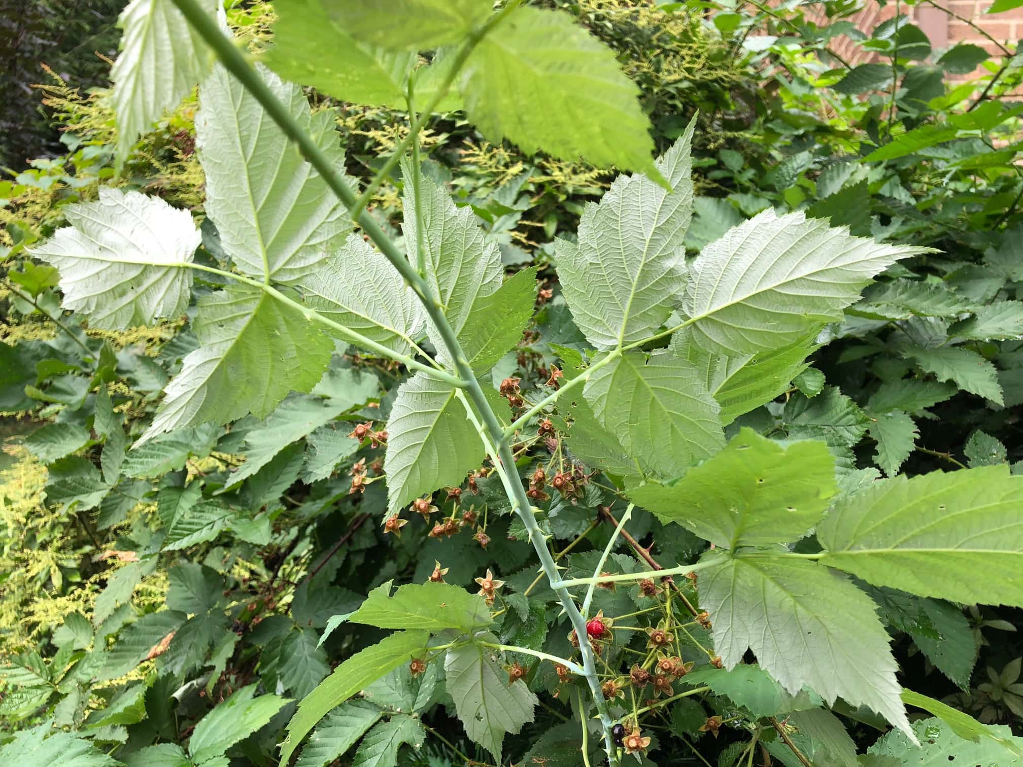 Black raspberry leaves and stems