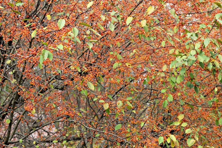 Orange berries on tree for the fall garden