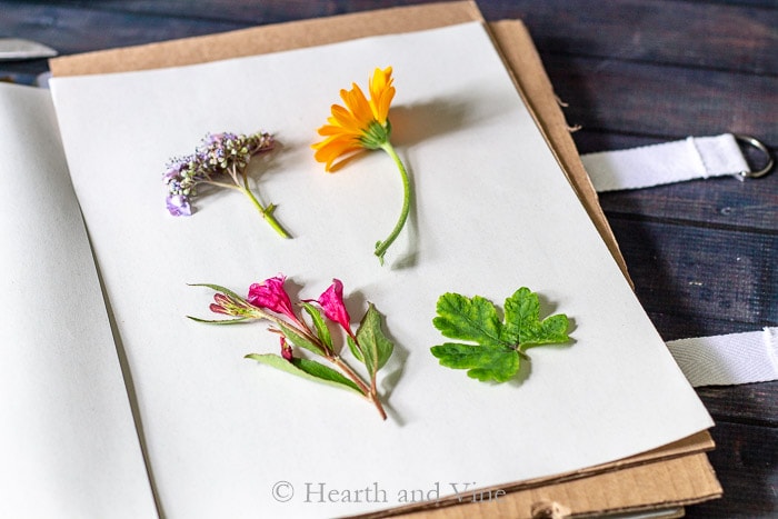 Fresh flowers in flower press book.