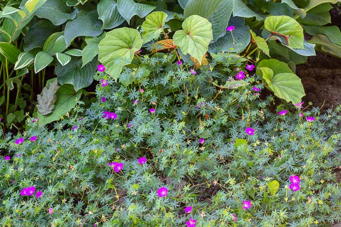 gardening mistakes - crowded flower bed