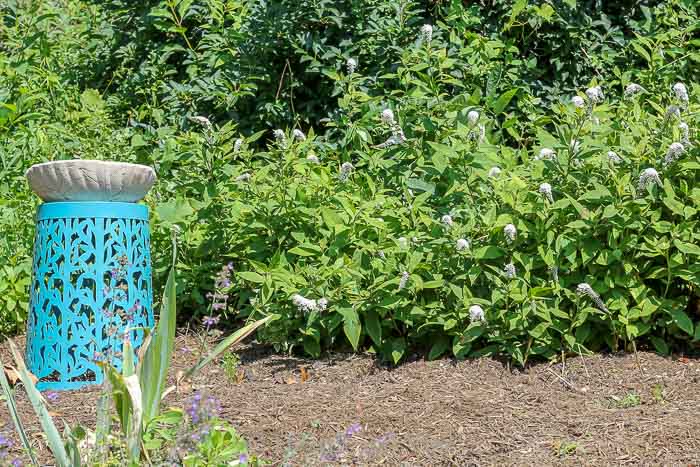 Gooseneck loosestrife plant - invasive gardening mistakes