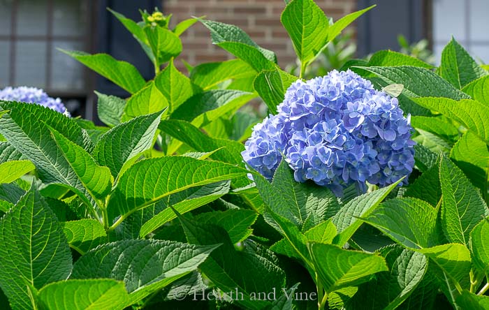 Hydrangea in flower