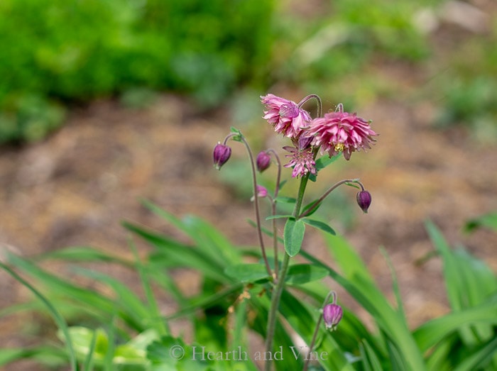 Volunteer columbine plant