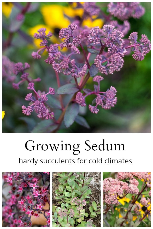 Growing Sedum Hardy Succulents that Grow in Cold Climates