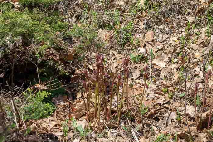 Fall leaves in garden bed