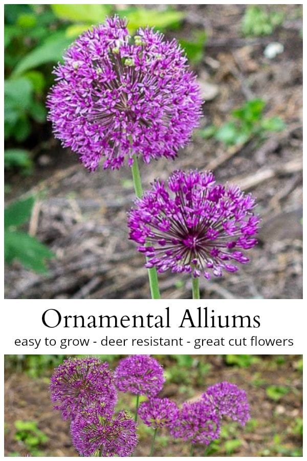 Planting Ornamental Alliums Easy Spring and Summer Bloomers