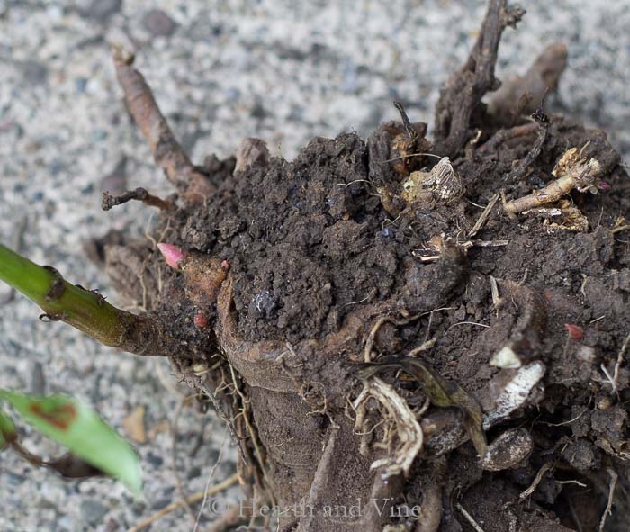 Peony shrub division