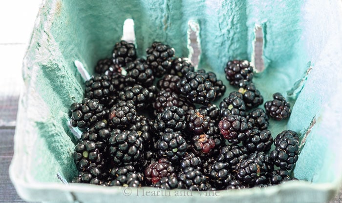 Ripe wild blackberries