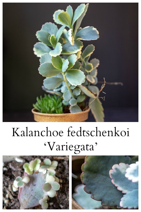 collage of kalanchoe fedtschenkoi