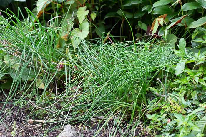 Chives growing in the garden