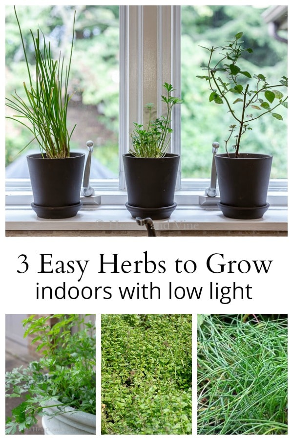 3 easy herbs to grow indoors