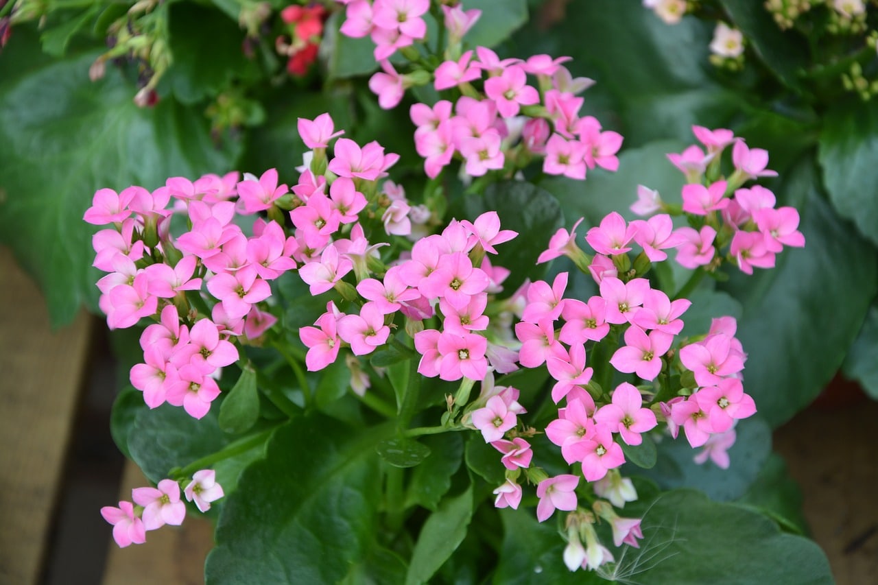 kalanchoe Blossfeldiana