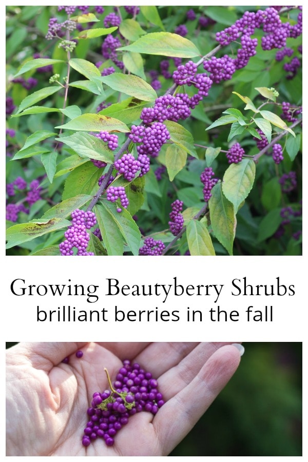 Beautyberry shrub collage