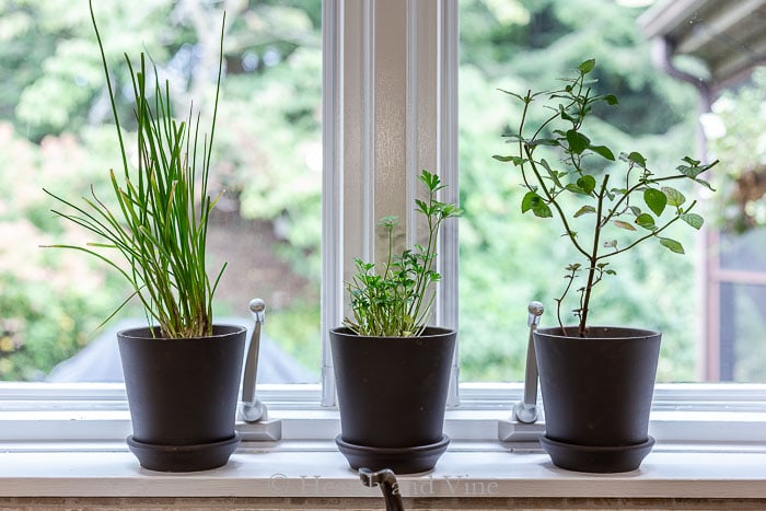 Easy herbs in pots on windowsill