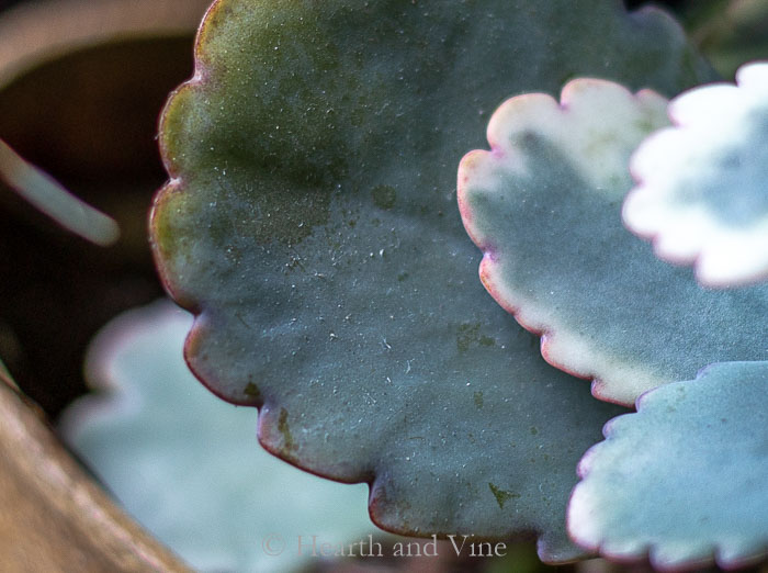 Plant edges of kalanchoe fedtschenkoi