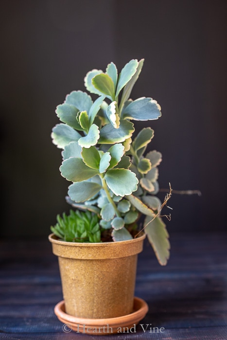 Kalanchoe fedtschenkoi eli Laventelikampasimpukka