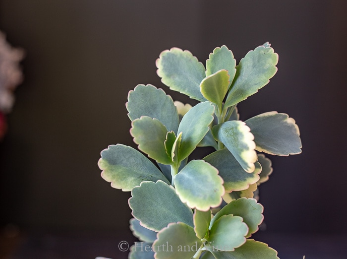 Planta de festones de color lavanda