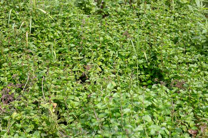 Mint growing in the garden