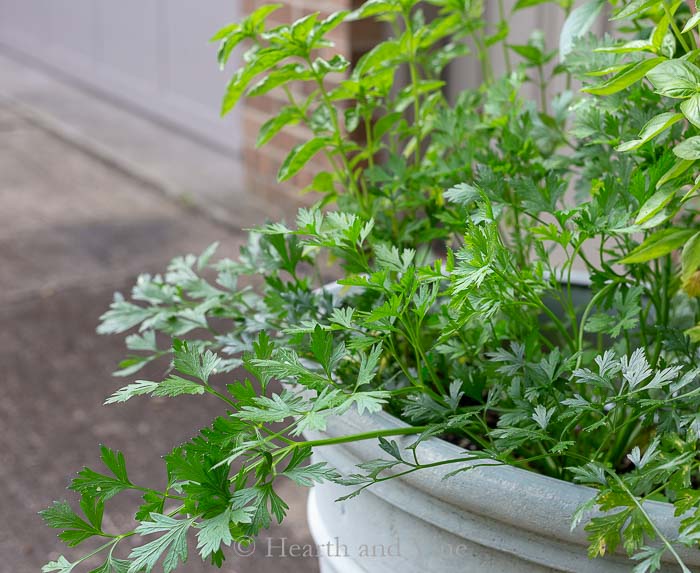 Parsley growing in the garden