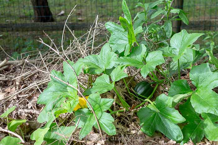 Acorn squash growing in compost